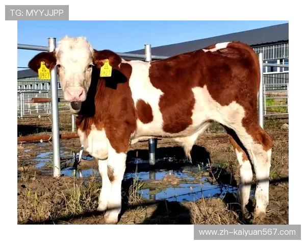 欧博abg官网优惠活动与最新促销信息全攻略